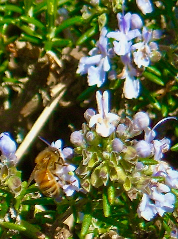 Earth Day, Bees, Working Less