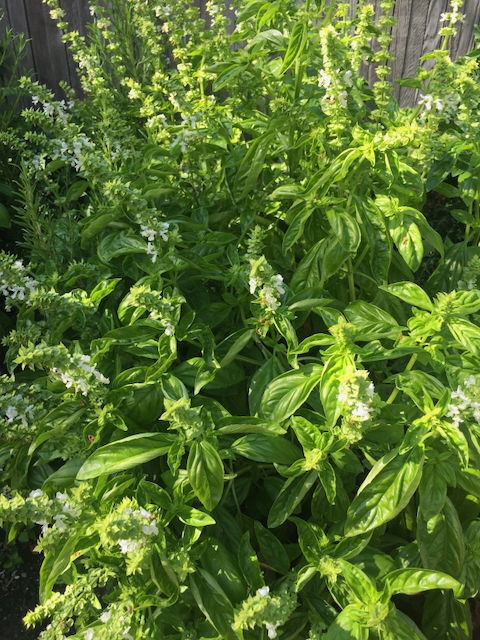 Growing Herbs and No Fake Plants