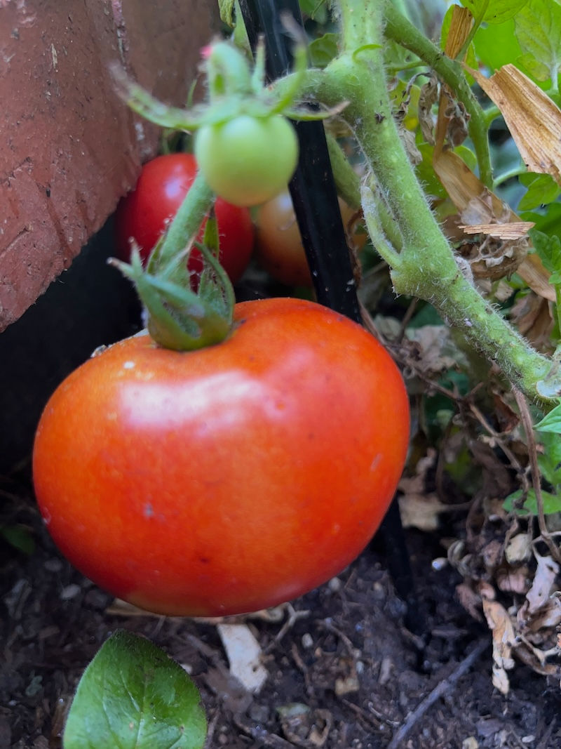  https://cynthiabrian.substack.com/p/growing-dinner?