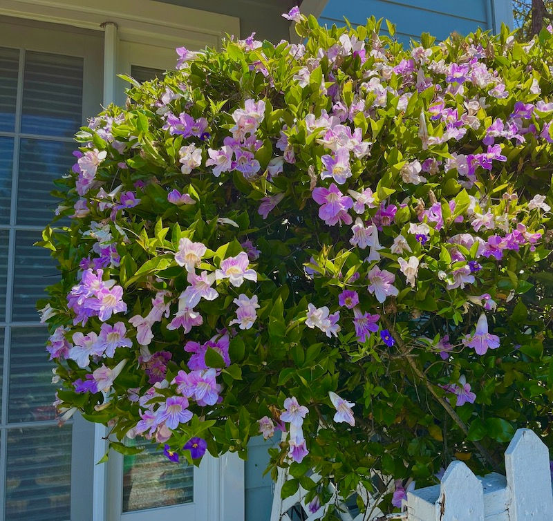 https://www.voiceamerica.com/episode/145840/college-or-trade-school-july-gardening-joy-understanding-credi
