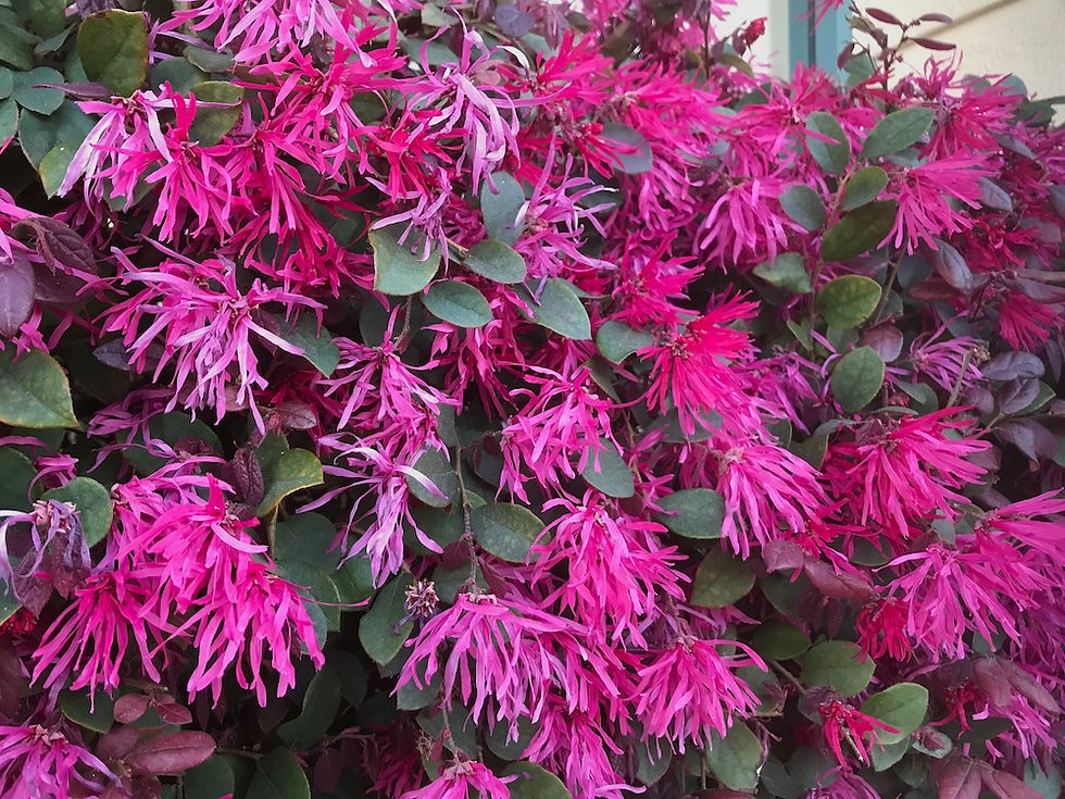 https://cynthiabrian.substack.com/p/2024-garden-goals?
