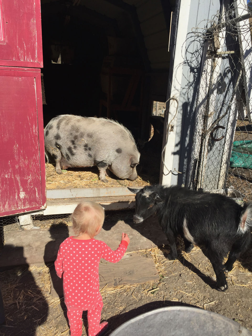 Play with animals