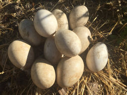 Goose eggs