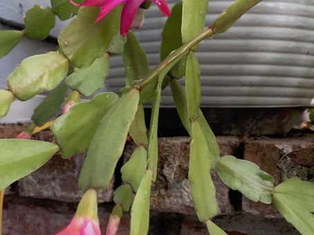 2019 Garden Trends Part 2