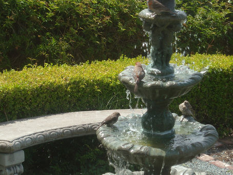 Fall Flying: For the Birds