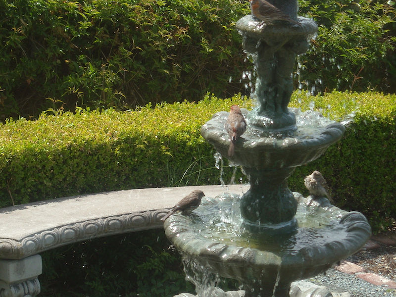 https://www.vapresspass.com/2023/10/02/bird-talk/
