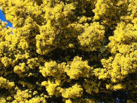 Corona Virus, Preventing Dehydration, Garden Compost