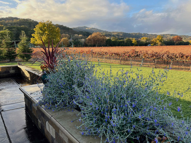 https://www.lamorindaweekly.com/archive/issue1624/Digging-Deep-with-Goddess-Gardener-Cynthia-Brian-Stunning-storms-and-2023-Garden-Trends-Part-two.html