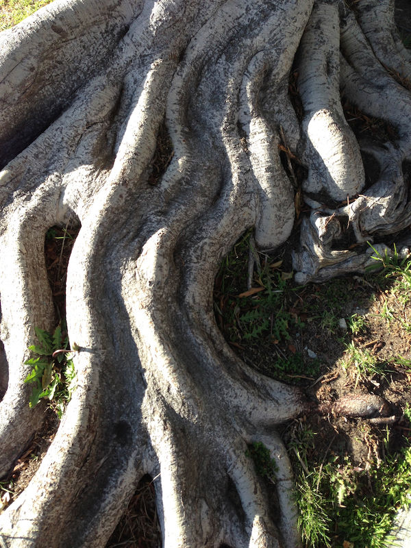 https://cynthiabrian.substack.com/p/roots-matter