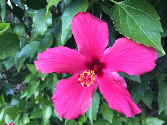 Sparkle in the December garden