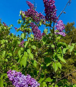 AI Fraud and April Gardens