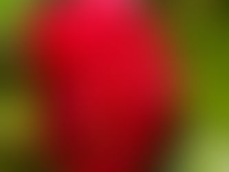 February Gardening, Fighting Flu and Calming Nerves