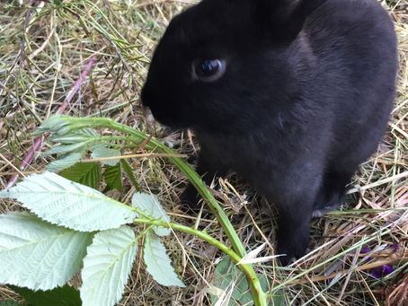 Pet Preparedness, Rape and Assault, Dead Man Talking