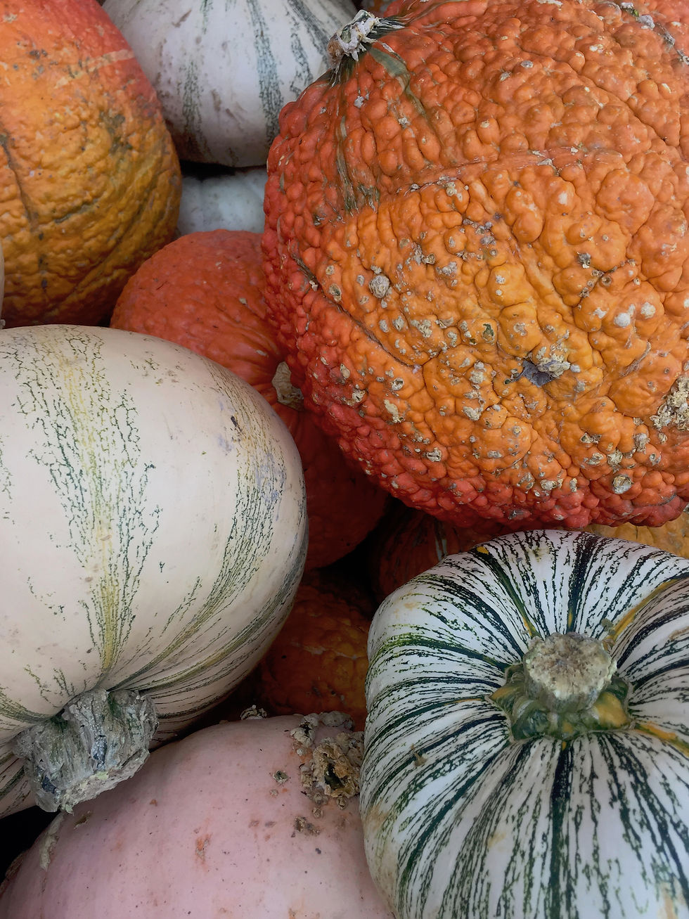 gourd and pumpkins