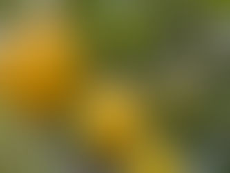 American Migration and Lemonading