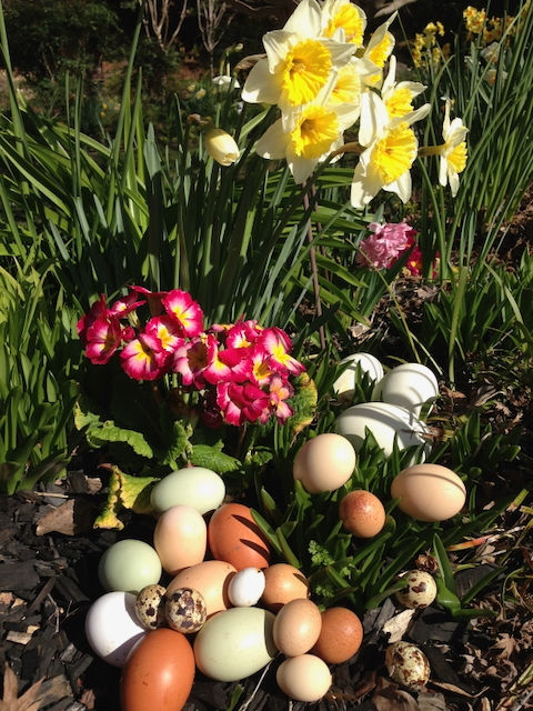 The Colors of Eggs, Ticks, Lyme Disease, and Mosquitoes