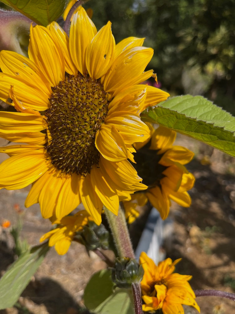 Summer Gardening and Smartphone Safety