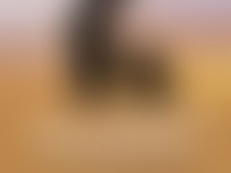 Dr. Bernie Siegel Talks Love, Animals, and Miracles