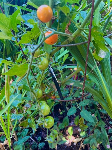 Savor Summer Seasonings