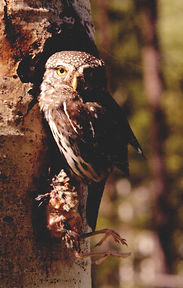 benningtonauthor.com pygmy owl