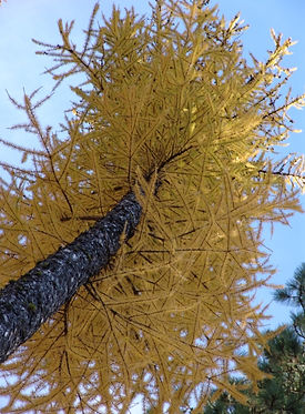 benningtonauthor.com larch tree
