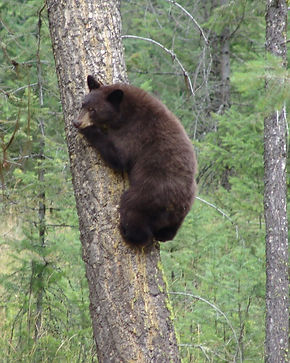 benningtonauthor.com montana black bear