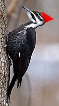 benningtonauthor.com pileated woodpecker