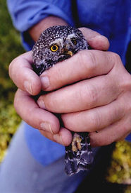 benningtonauthor.com Dan Cox's photograph of pygmy owl
