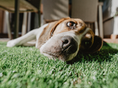 Why you should consider having Artificial Grass