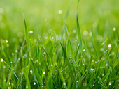 Hosepipe Ban - How to tender to your lawn in dry conditions