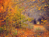 How to prepare your garden for the Autumn months