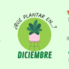 PROYECTO HUERTA: QUE PLANTAR ESTE MES 1️⃣2️⃣