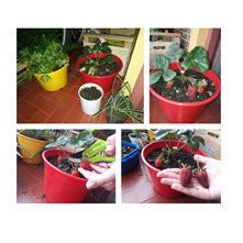 HUERTA EN CASA - FRUTILLAS 🌱☀️🍓