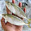 Thumbnail: Short-bodied Mackerel