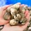 Thumbnail: Clam