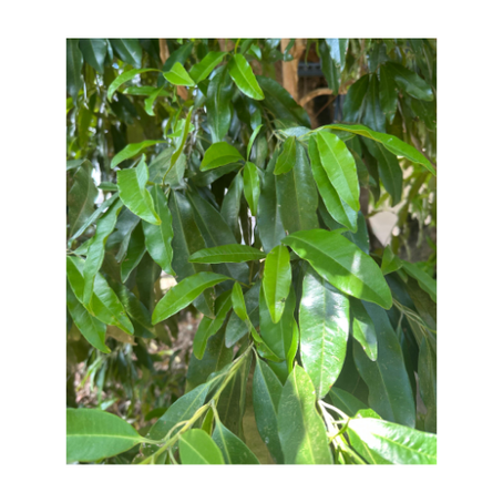 Pimento: A True Home-Grown Jamaican