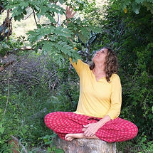 sivakami-tree.jpeg