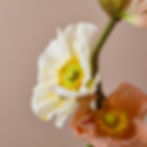Photo Group - Still-life Photography in Studio