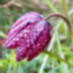 Photo Outing -- Betty Ford Alpine Gardens, Vail