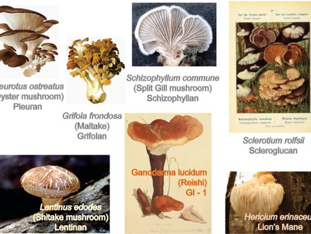 Fig 1. Mushrooms and their β-glucans (Khan et al., 2018)