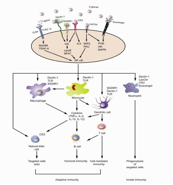 Fig. 2 Immune activation induced by β-glucans (Chan et al., 2009).