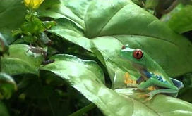 treefrog feeding_edited.jpg