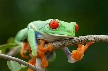 red-eye-tree-frog on branch.jpg