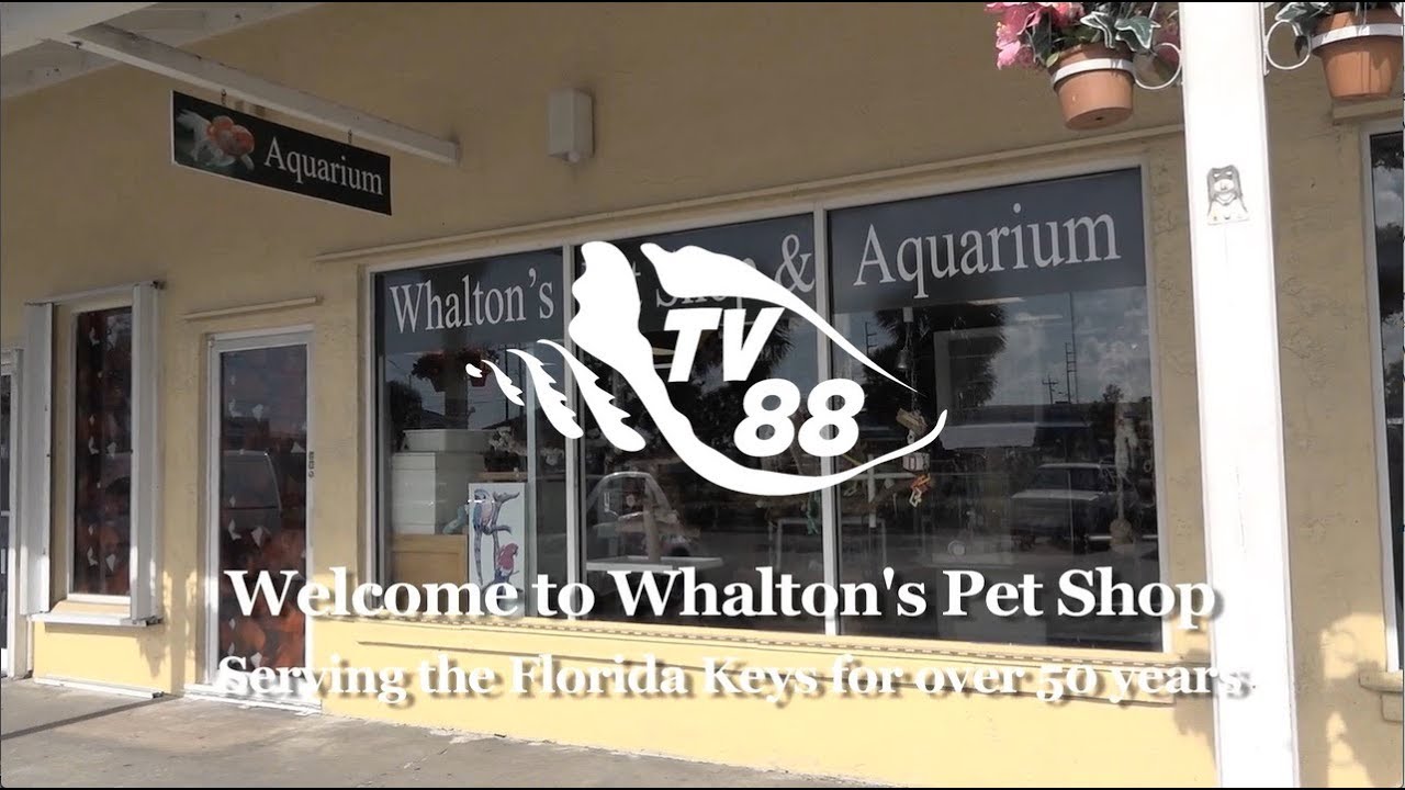 Whalton's Pet Shop