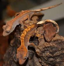 CRESTED GECKO.jpeg