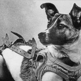 Laika: Uzay Keşfinin Öncüsü Olan Köpek