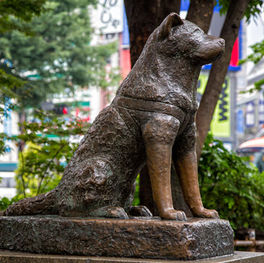 Hachiko: Koşulsuz Sevgi ve Sadakatin Temsilcisi