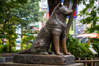 Hachiko: Koşulsuz Sevgi ve Sadakatin Temsilcisi
