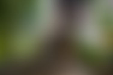 Hachiko: Koşulsuz Sevgi ve Sadakatin Temsilcisi