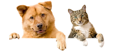 dogcat